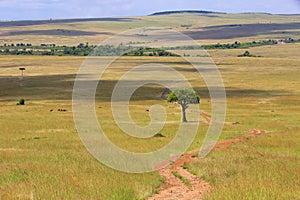 Trail at the masai mara national park