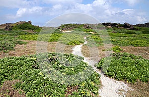 Trail through meadow