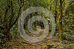 Trail in the middle of the Atlantic Forest in Brazil photo