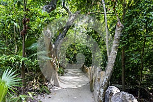 Trail through the middle of the jungle of the Mayan Riviera of Mexico with lots of varied tropical vegetation