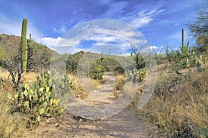 Trail in the middle of a slope with cactuses at Sabino Canyon State Park in Tucson, Arizona