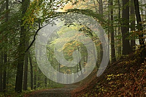 trail through the misty autumn deciduous forest path through an autumn deciduous forest with the most of beech trees covered with photo