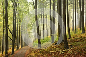 trail through the misty autumn deciduous forest path through an autumn deciduous forest with the most of beech trees covered with