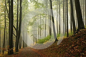 trail through the misty autumn deciduous forest path through an autumn deciduous forest with the most of beech trees covered with