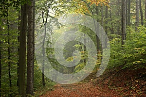 trail through the misty autumn deciduous forest path through an autumn deciduous forest with the most of beech trees covered with