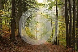 trail through the misty autumn deciduous forest path an with most of beech trees covered green and yellow leaves on branches leads