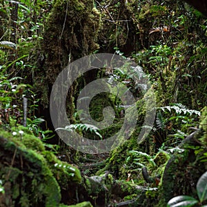 Trail in mossy jungle of Trus Madi mountain in.