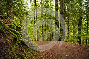 Trail with mossy tree trunks in old growth rain forest in Vancouver Island, BC