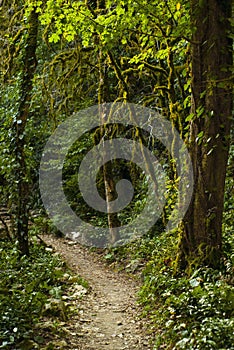 Trail in a mountain forest