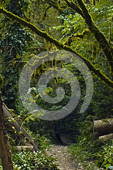 Trail in a mountain forest