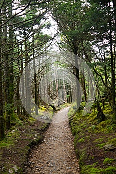 Trail on Mt LeConte