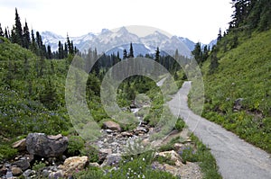 Trail in Mt. Rainier National Park