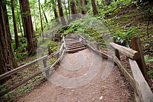 Trail in Muir Woods