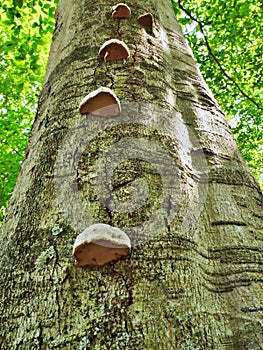 A trail of mushrooms on a tree