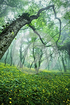 Trail through a mysterious dark forest in fog