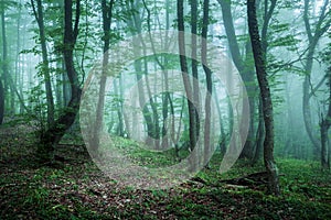 Trail through a mysterious dark forest in fog with green leaves