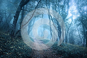 Trail through a mysterious dark forest in fog