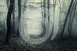 Trail through a mysterious dark forest in fog with green leaves.