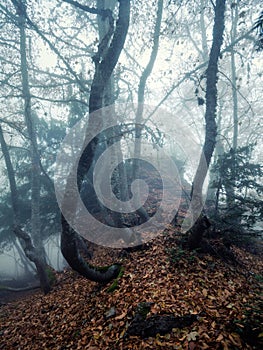 Trail through a mysterious dark old forest in fog. Autumn