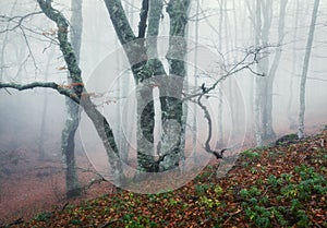 Trail through a mysterious dark old forest in fog. Autumn