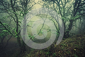 Trail through a mysterious dark old forest in fog. Autumn