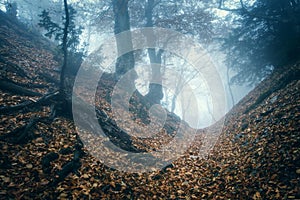 Trail through a mysterious dark old forest in fog. Autumn