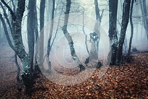 Trail through a mysterious dark old forest in fog. Autumn