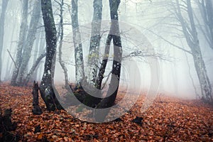 Trail through a mysterious dark old forest in fog. Autumn