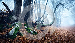 Trail through a mysterious dark old forest in fog. Autumn