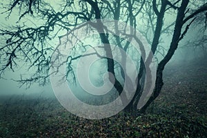 Trail through a mysterious dark old forest in fog. Autumn