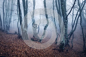 Trail through a mysterious dark old forest in fog. Autumn