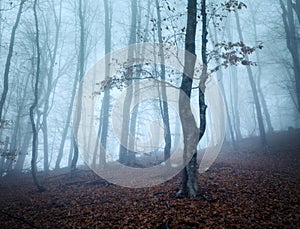 Trail through a mysterious dark old forest in fog. Autumn