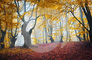 Trail through a mysterious dark old forest in fog. Autumn