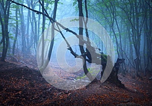 Trail through a mysterious dark old forest in fog. Autumn
