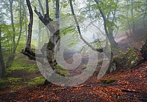 Trail through a mysterious dark old forest in fog. Autumn