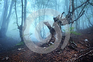 Trail through a mysterious dark old forest in fog. Autumn