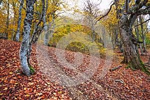 Trail through a mysterious dark old forest in fog. Autumn morning in Crimea. Magical atmosphere. Fairytale