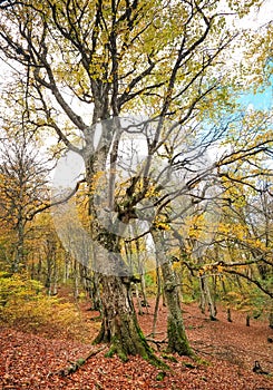 Trail through a mysterious dark old forest in fog. Autumn morning in Crimea. Magical atmosphere. Fairytale