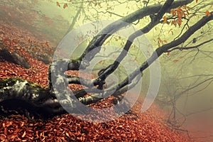 Trail through a mysterious dark old forest in fog. Autumn