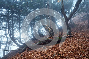 Trail through a mysterious dark old forest in fog. Autumn photo