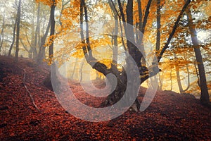 Trail through a mysterious dark old forest in fog. Autumn