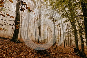 Trail through a mysterious dark old forest in fog. Autumn morning i.. Magical atmosphere. Fairytale.