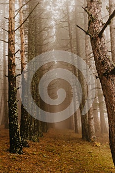 Trail through a mysterious dark old forest in fog. Autumn morning . Magical atmosphere.