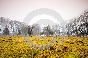 Trail through a mysterious dark old forest in fog. Autumn morning