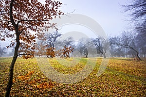 Trail through a mysterious dark old forest in fog. Autumn morning