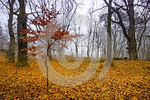 Trail through a mysterious dark old forest in fog. Autumn morning