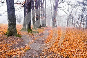 Trail through a mysterious dark old forest in fog. Autumn morning