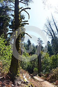 Trail near Bogus Basin, Idaho