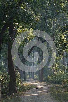 Trail in nepali jungle