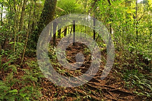 Trail in the New Zealand forest, with a `stairway` of roots